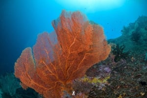 Från Khao Lak: Dykning på Similanöarna