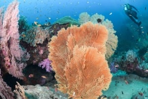 カオラック発：シミラン諸島ダイビングツアー