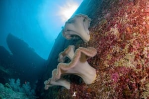 カオラック発：シミラン諸島ダイビングツアー