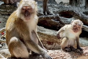 Z Krabi: Transfer na Phuket z wycieczką łodzią Phi Phi Longtail Boat Tour