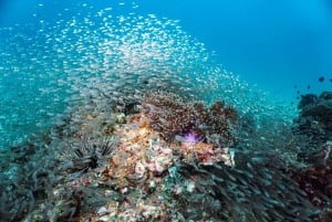 Ab Phi Phi: Halbtagestour Tauchen entdecken (2 Tauchgänge)