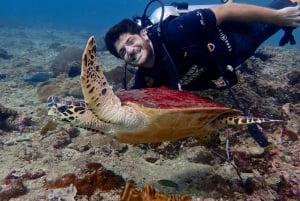 ピピ発：認定ダイバーのための半日トリップ（2ダイブ）