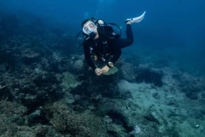 ピピ発：認定ダイバーのための半日トリップ（2ダイブ）