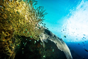 ピピ発：認定ダイバーのための半日トリップ（2ダイブ）