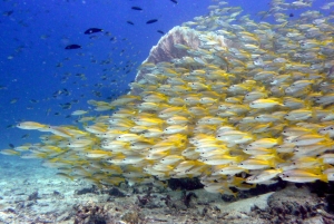 ピピ発：認定ダイバーのための半日トリップ（2ダイブ）