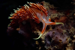 ピピ発：認定ダイバーのための半日トリップ（2ダイブ）