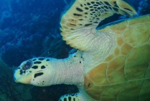 ピピ発：認定ダイバーのための半日トリップ（2ダイブ）