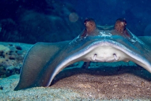 ピピ発：認定ダイバーのための半日トリップ（2ダイブ）