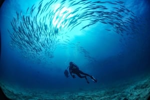 ピピ発：認定ダイバーのための半日トリップ（2ダイブ）