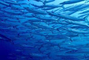 ピピ発：認定ダイバーのための半日トリップ（2ダイブ）