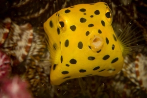 ピピ発：認定ダイバーのための半日トリップ（2ダイブ）