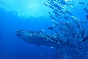 ピピ発：認定ダイバーのための半日トリップ（2ダイブ）