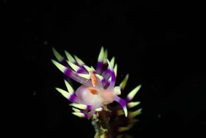 ピピ発：認定ダイバーのための半日トリップ（2ダイブ）