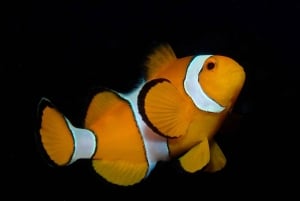 ピピ発：認定ダイバーのための半日トリップ（2ダイブ）