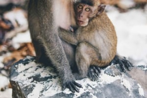 피피에서 출발: 스노클링이 포함된 마야 베이 반나절 롱테일 보트