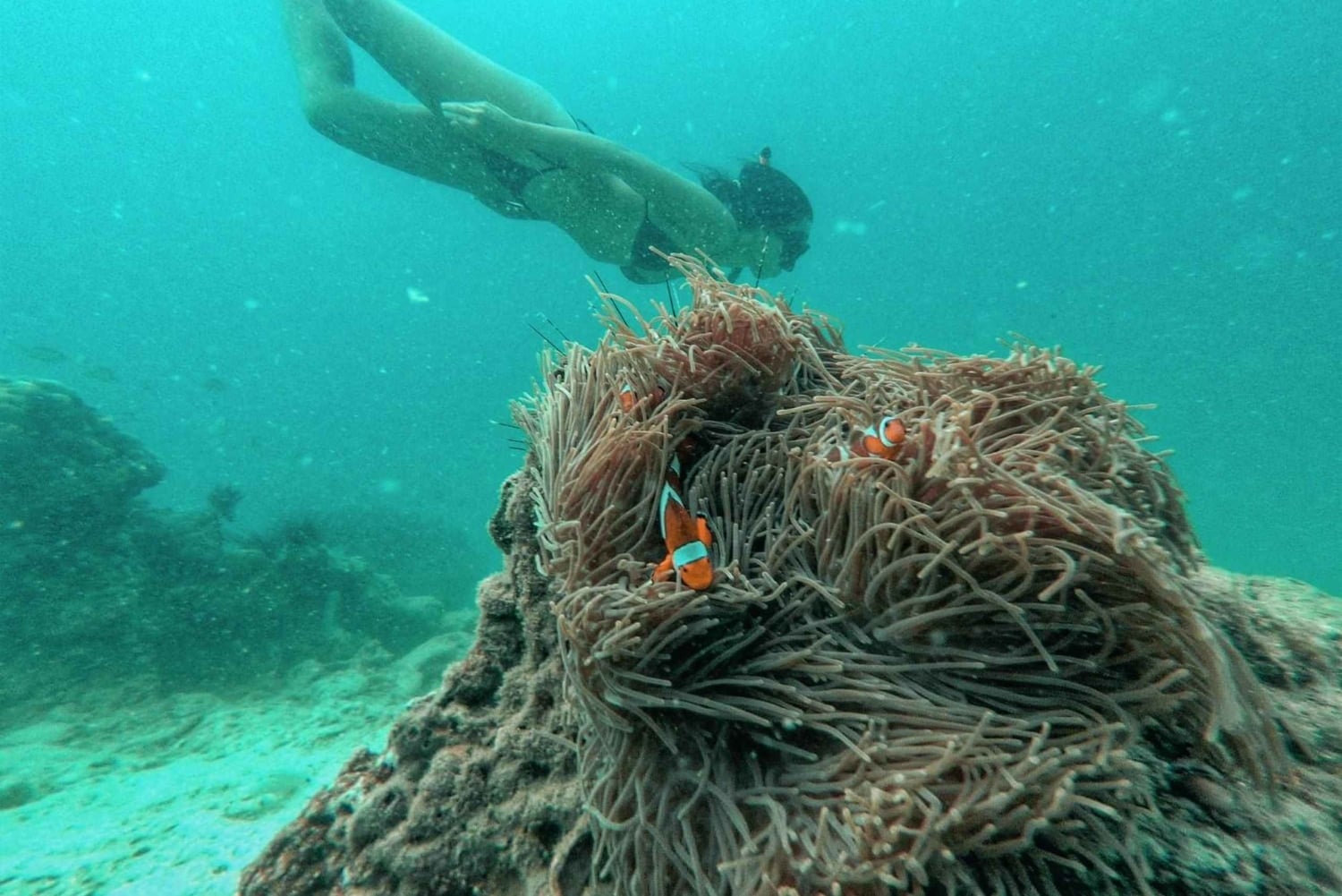 푸켓 출발: 코럴 아일랜드 프라이빗 롱테일 보트 투어