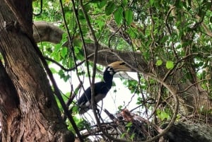 푸켓 출발: 코럴 아일랜드 프라이빗 롱테일 보트 투어