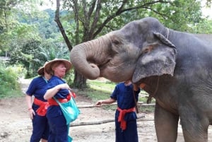 プーケット発：ラフティングとジップラインによる象の世話体験