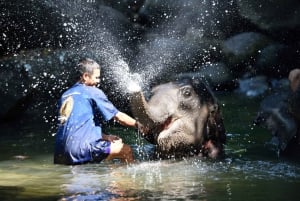 Från Phuket: Elefantskötselupplevelse med forsränning och zipline