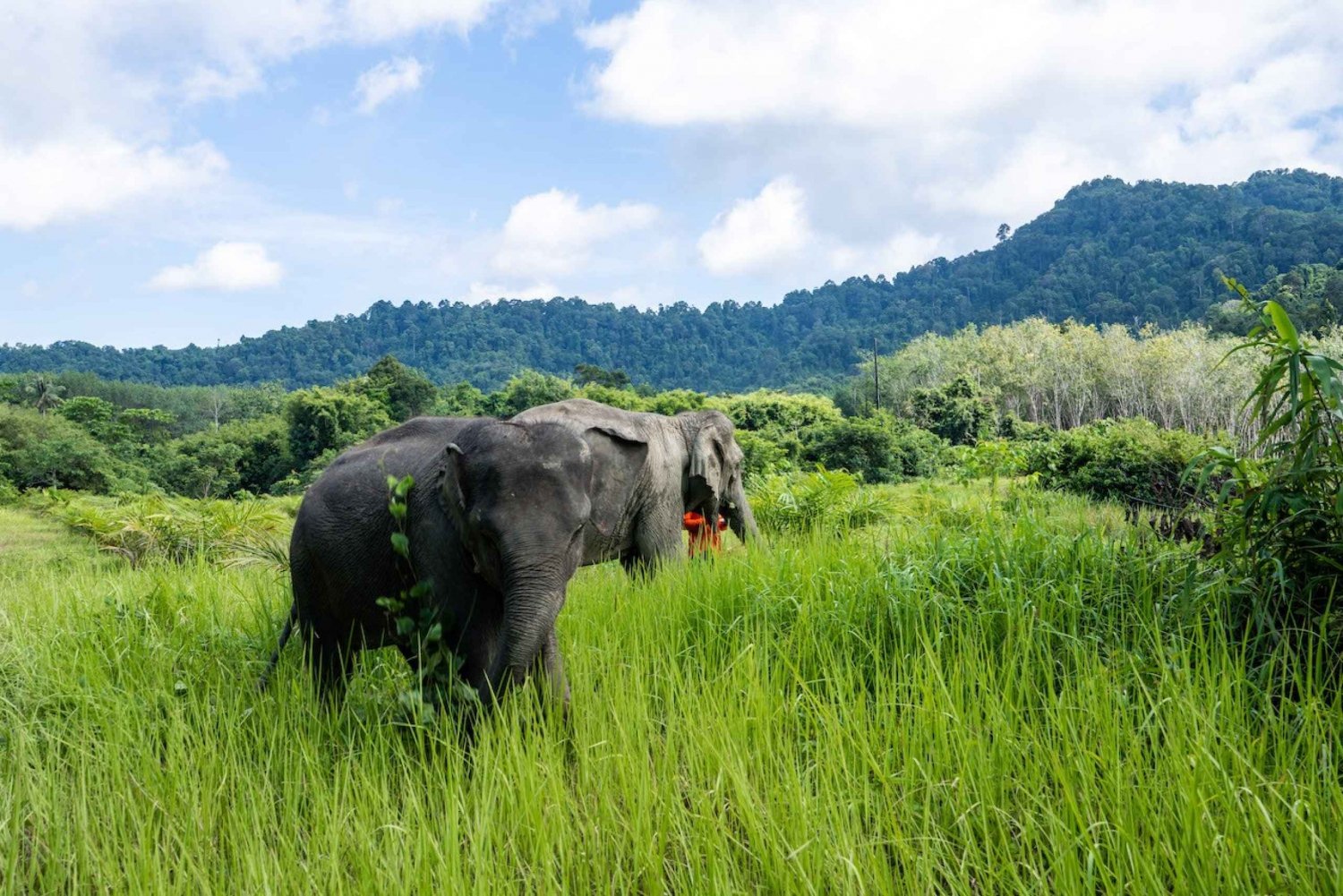 Phuket: Elefantreservat Smågruppstur i Khao Lak