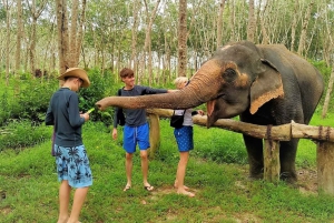 From Phuket: Elephant & Sea Turtle Conservation Private Tour