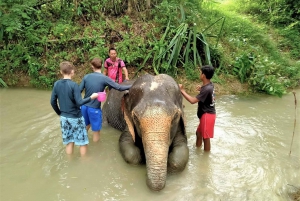 From Phuket: Elephant & Sea Turtle Conservation Private Tour