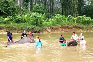 Phuket: Excursión de conservación de elefantes y tortugas marinas con rafting