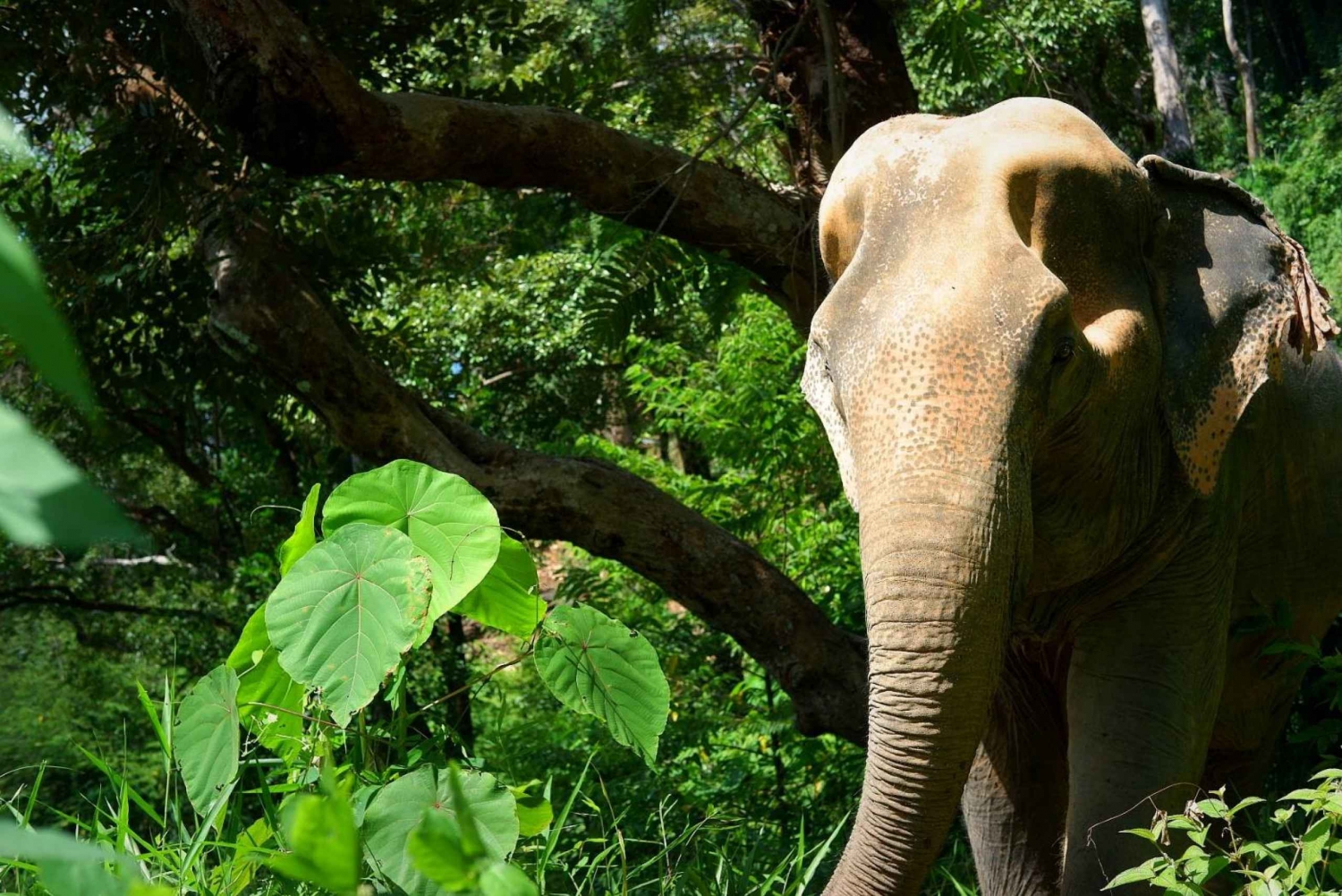 Z Phuket: Interaktywna wędrówka i wycieczka na słoniach