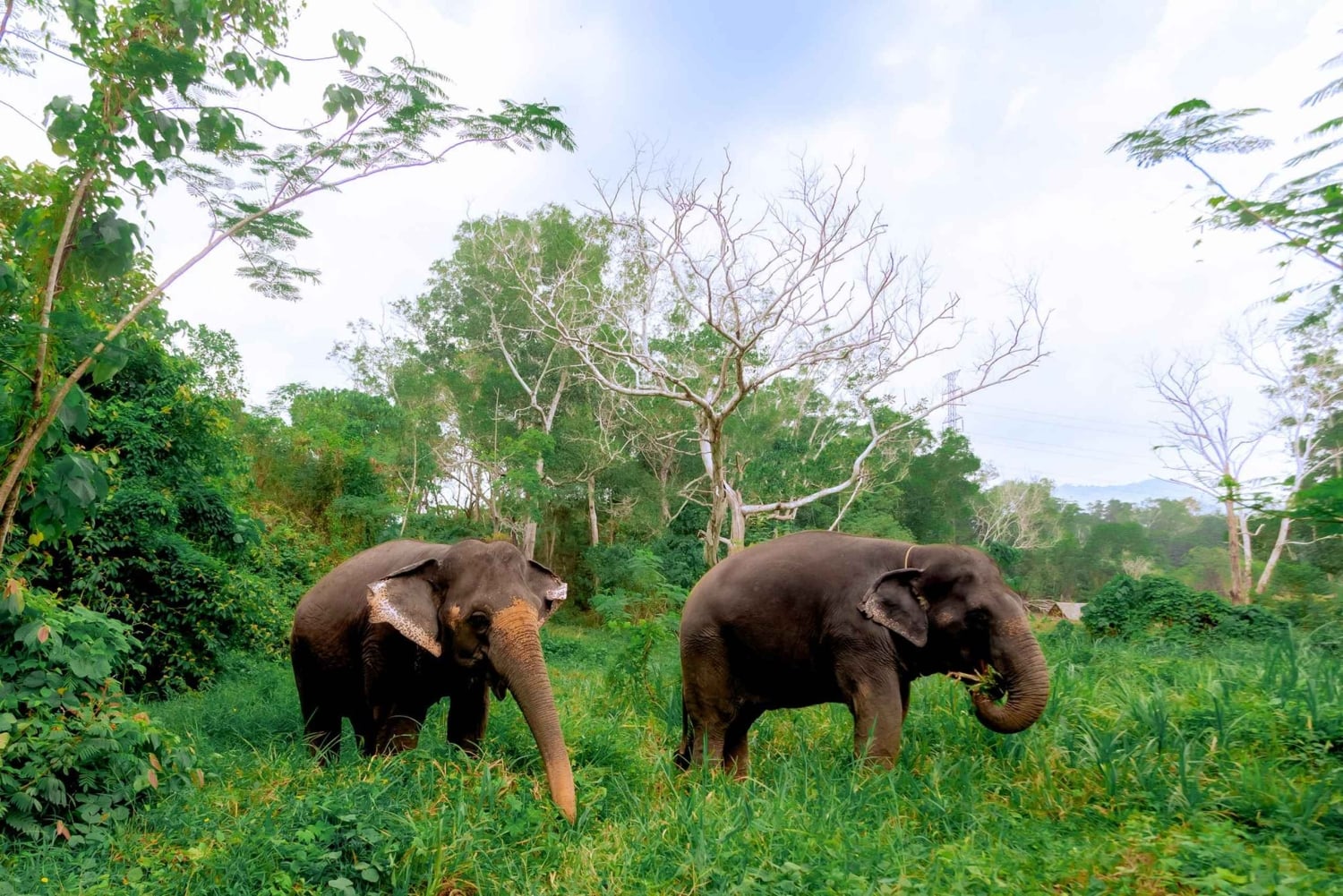 Von Phuket aus: Ethischer Elefanten-Trek und interaktive Tour