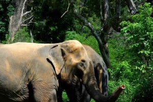 Vanuit Phuket: Ethische interactieve olifantentrektocht en -tour