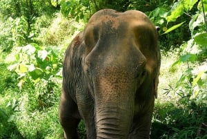 Vanuit Phuket: Ethische interactieve olifantentrektocht en -tour