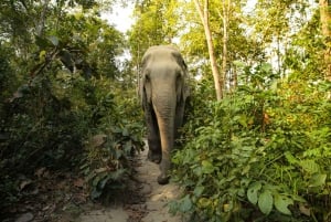 Depuis Phuket : Randonnée interactive et circuit éthique à dos d'éléphant