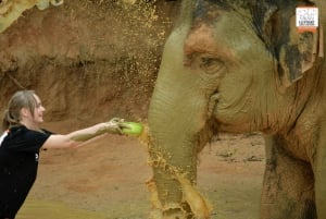 Von Phuket aus: Ethischer Elefanten-Trek und interaktive Tour