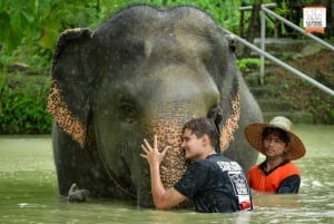 De Phuket: Caminhada e excursão interativa com elefantes éticos