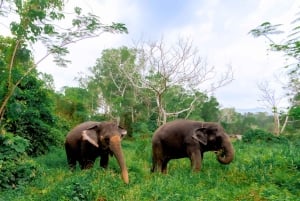 Von Phuket aus: Ethischer Elefanten-Trek und interaktive Tour
