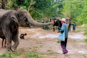 Von Phuket aus: Ethischer Elefanten-Trek und interaktive Tour