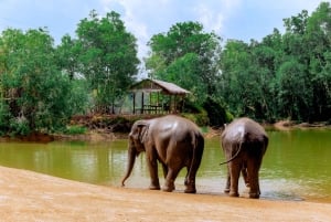 Von Phuket aus: Ethischer Elefanten-Trek und interaktive Tour