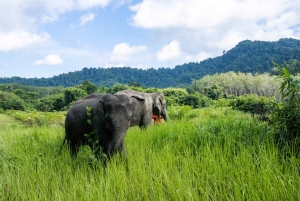 From Phuket: Ethical Elephant Sanctuary Tour in Phang Nga