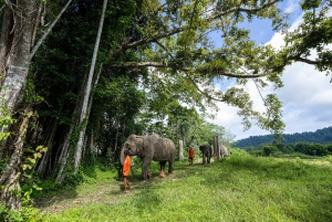 From Phuket: Ethical Elephant Sanctuary Tour in Phang Nga