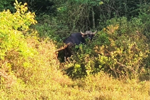 Fra Phuket: Udforsk Cheow Lan-søen med frokost på PhuTawan