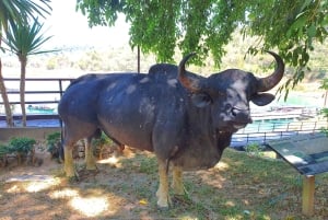 푸켓 출발: 푸타완에서의 점심 식사와 함께 초우란 호수 탐험