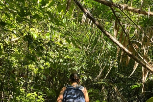 Desde Phuket: Excursión guiada por la selva tropical con almuerzo