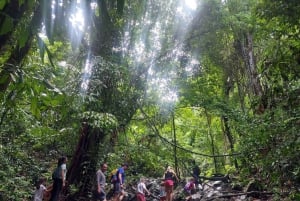 Desde Phuket: Excursión guiada por la selva tropical con almuerzo