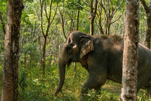 Fra Phuket: Khao Lak ATV, zipline, rafting og dyrelivstur