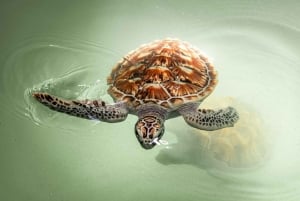 From Phuket: Khao Lak ATV, Zipline, Rafting & Wildlife Tour