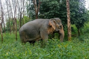 From Phuket: Khao Lak ATV, Zipline, Rafting & Wildlife Tour