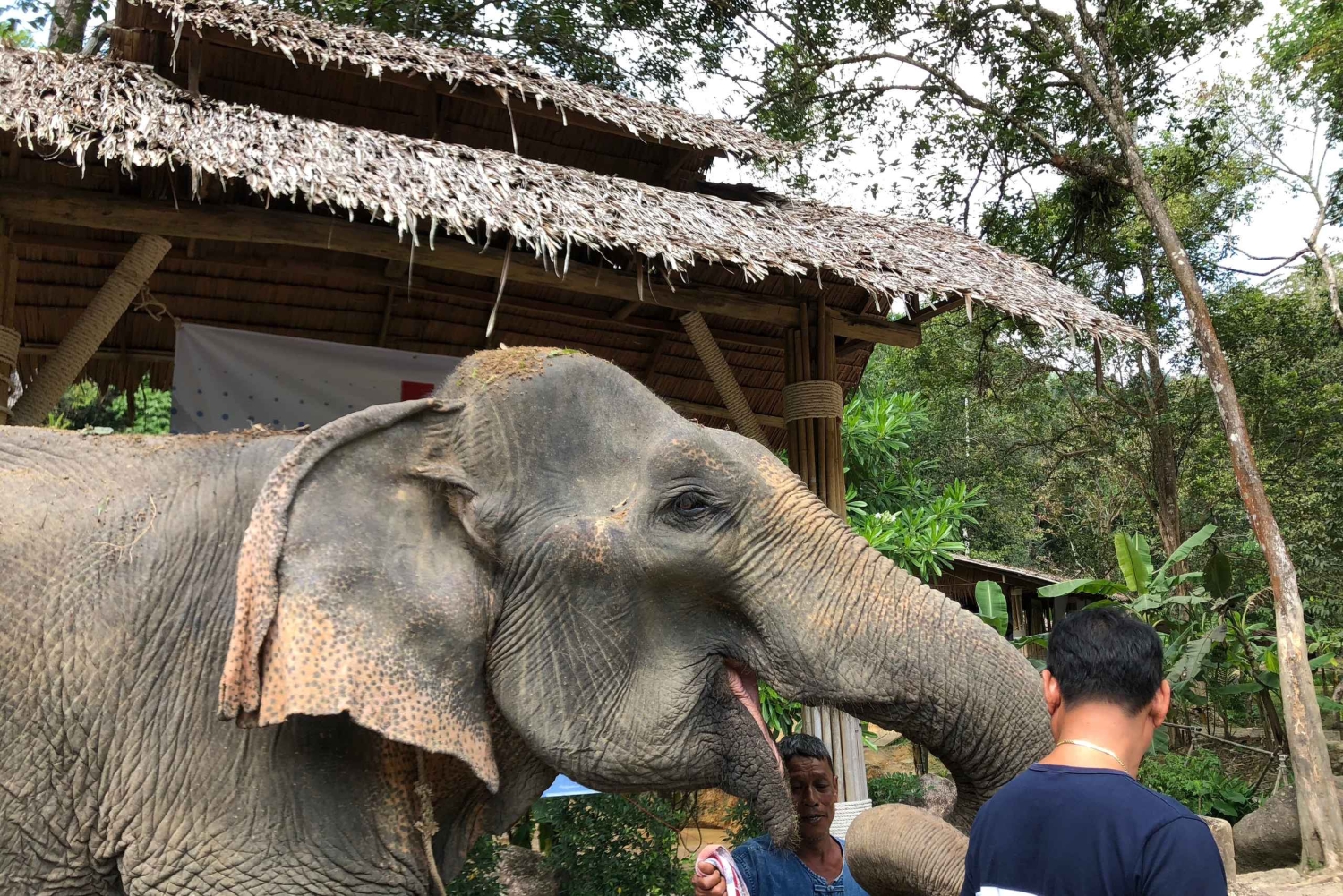 From Phuket & Khao Lak: Elephant Care with Waterfall Visit