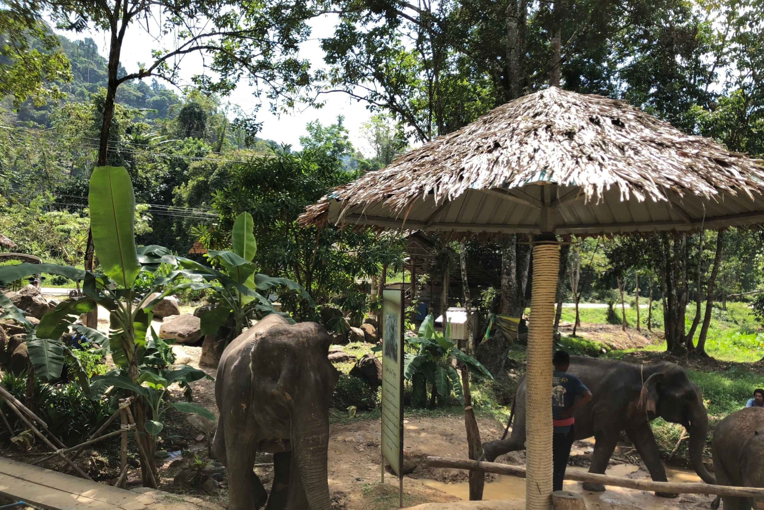 From Phuket & Khao Lak: Elephant Care with Waterfall Visit