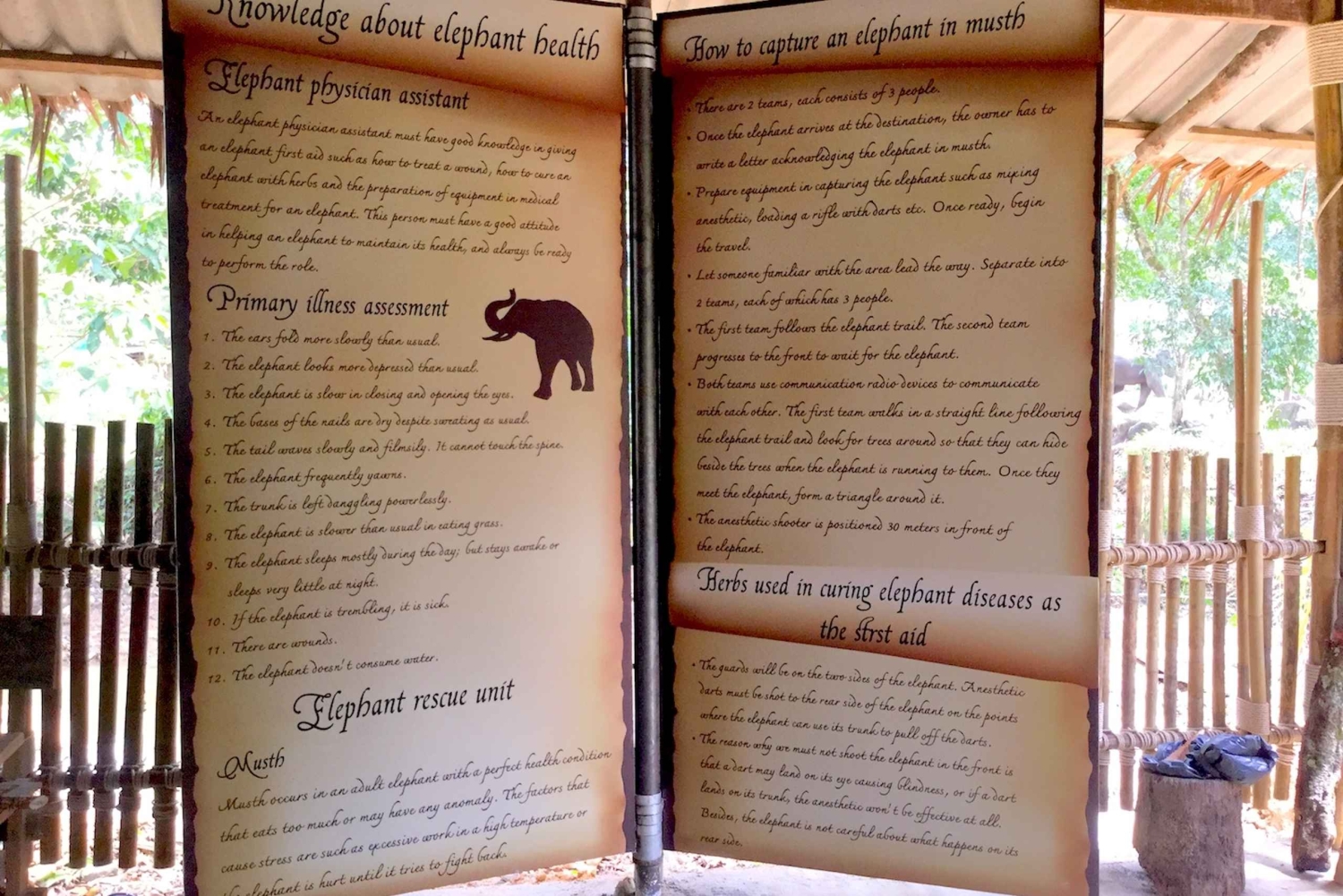 From Phuket & Khao Lak: Elephant Care with Waterfall Visit