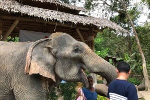 From Phuket & Khao Lak: Elephant Care with Waterfall Visit
